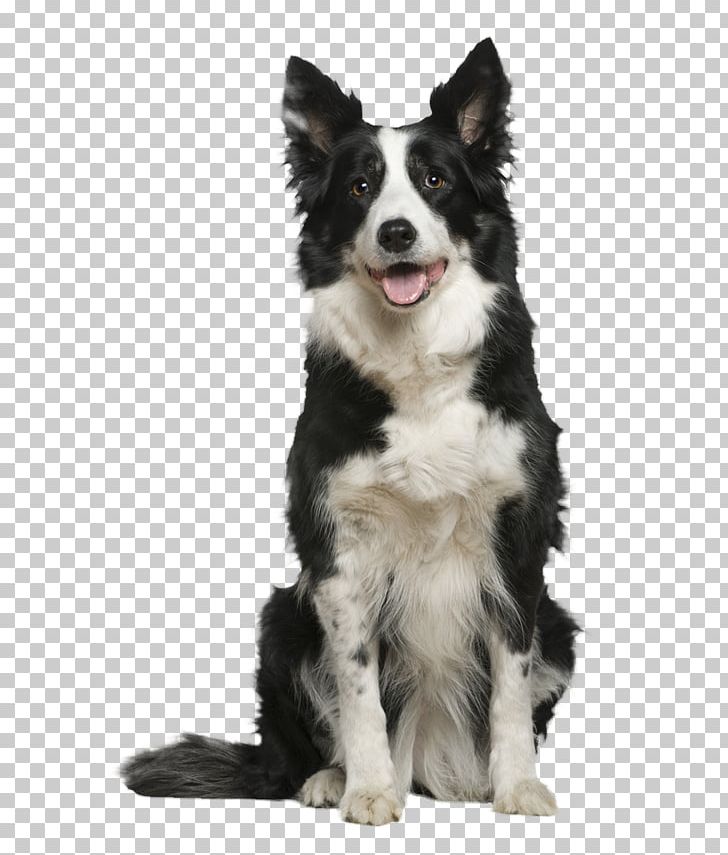 Border Collie Rough Collie Shiba Inu Puppy German Shepherd PNG, Clipart, 10 Years, Animals, Border, Border Collie, Breed Free PNG Download