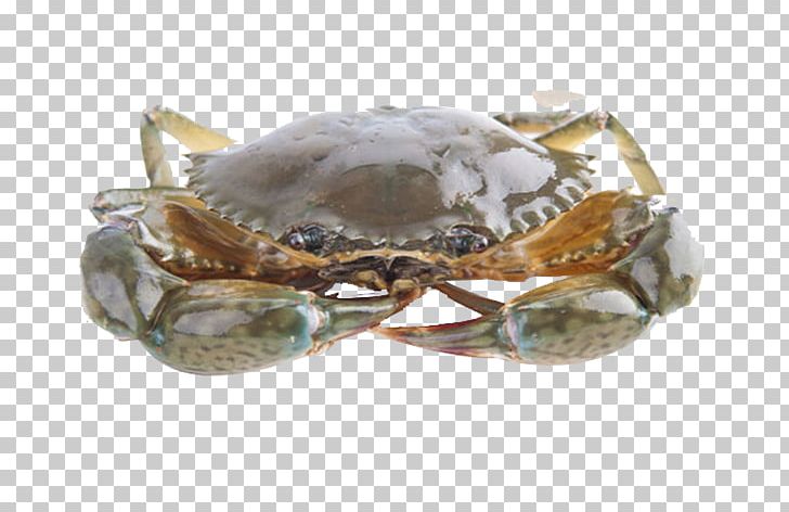 Crab Mangzhong Crayfish As Food Dongzhi Photography PNG, Clipart, Animals, Animal Source Foods, Cartoon Crab, Chesapeake Blue Crab, Crab Free PNG Download