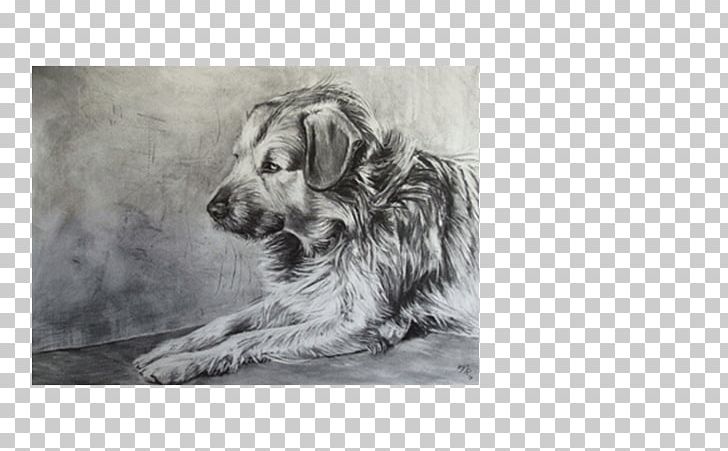 Dog Breed Puppy Sporting Group Paper PNG, Clipart, Animals, Artwork, Black And White, Breed, Carnivoran Free PNG Download