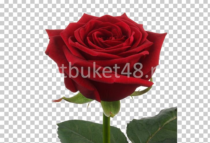 Garden Roses Flower Bouquet Red Cut Flowers PNG, Clipart, China Rose, Color, Cut Flowers, Floribunda, Flower Free PNG Download