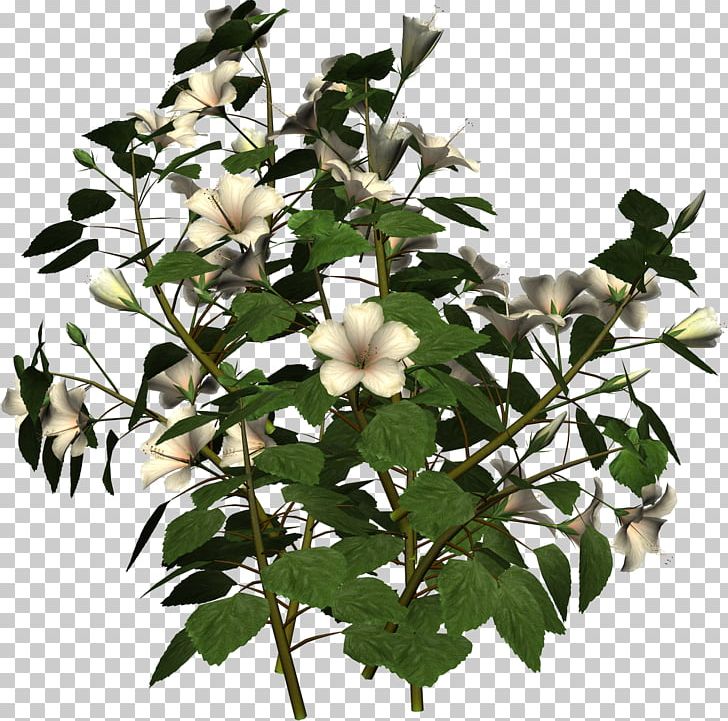 Hibiscus Mutabilis PNG, Clipart, Branch, Clip Art, Designer, Drawing, Flower Free PNG Download