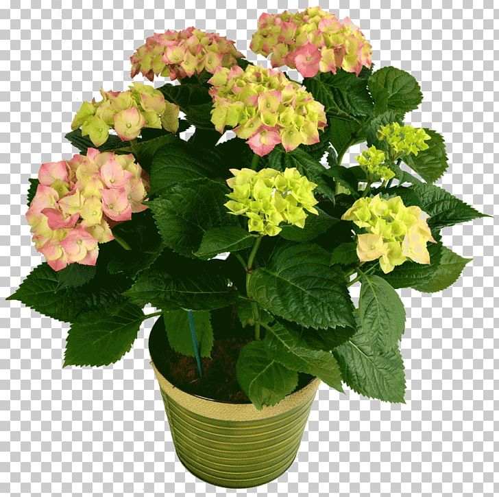 Hydrangea Houseplant Cut Flowers PNG, Clipart, Annual Plant, Bromeliads, Cornales, Cut Flowers, Floristry Free PNG Download