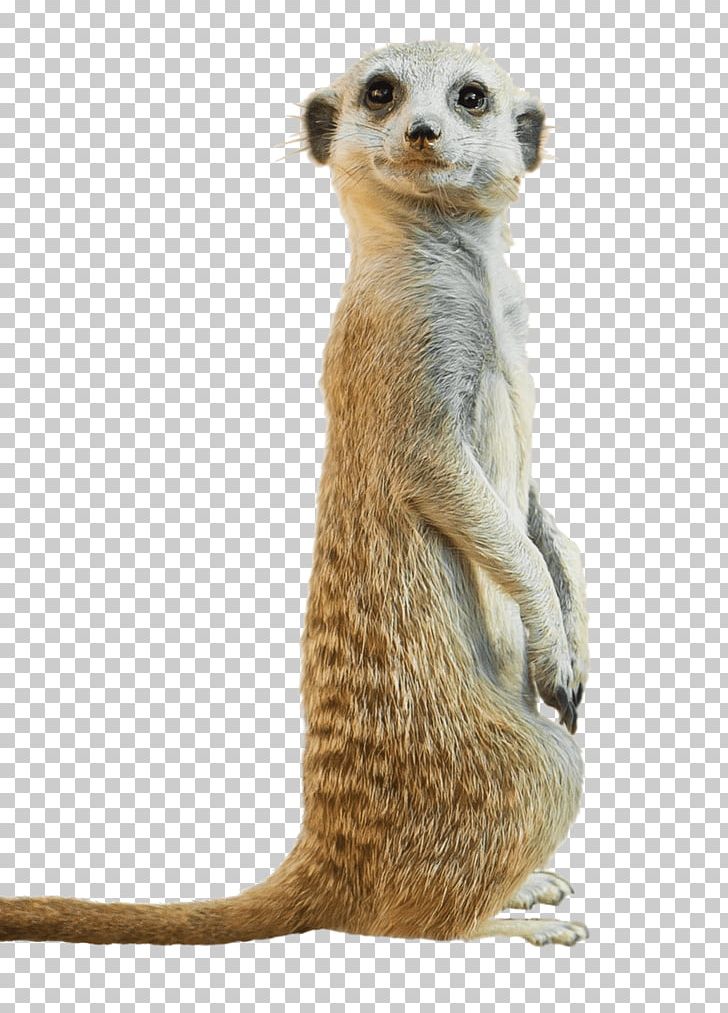 Meerkat Stock Photography PNG, Clipart, Animal, Carnivoran, Child, Compare The Meerkat, Fauna Free PNG Download