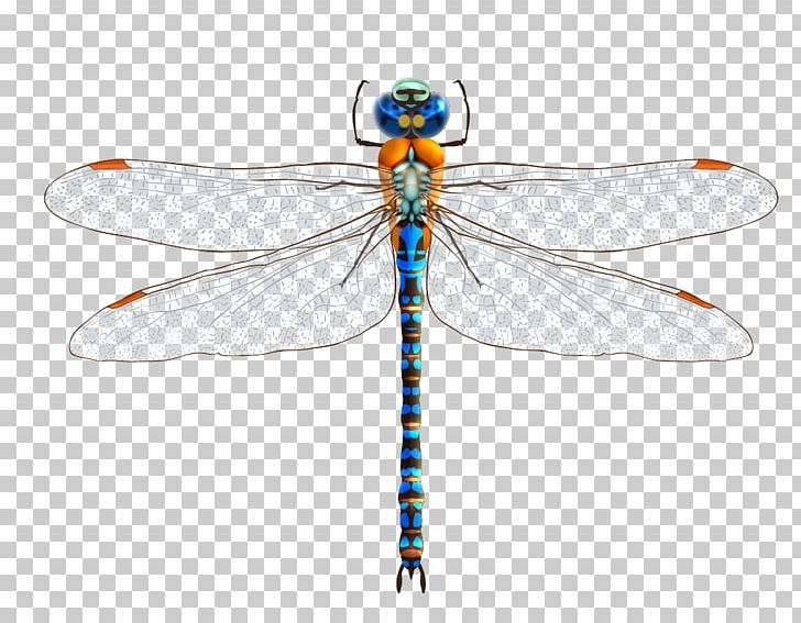 Euclidean Dragonfly Illustration PNG, Clipart, Arthropod, Cartoon Dragonfly, Damselfly, Dragonflies, Dragonflies And Damseflies Free PNG Download