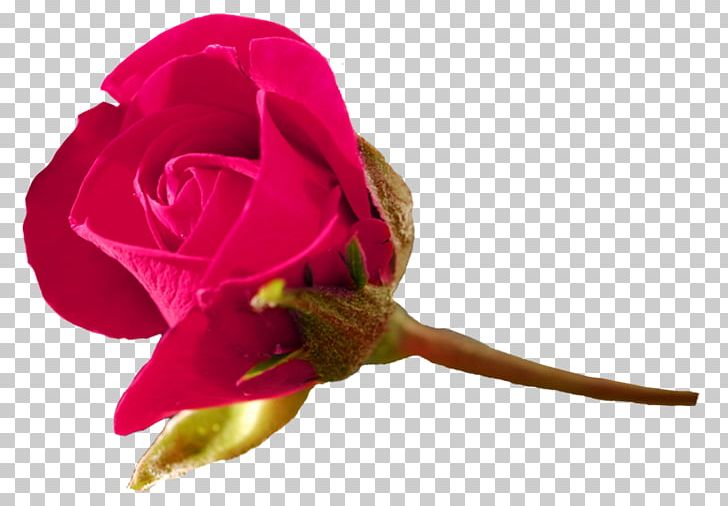 Garden Roses Cabbage Rose Cut Flowers Plant Stem PNG, Clipart, 2017, Button, Chemical Reaction, Closeup, Closeup Free PNG Download