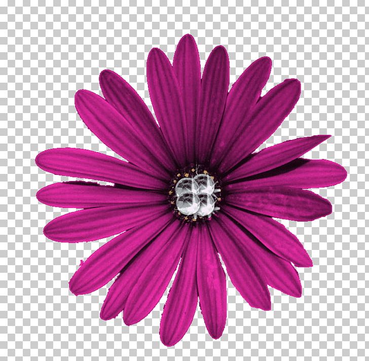 Hotel Villa Aurora Flower No Photography PNG, Clipart, Chrysanths, Color, Common Daisy, Daisy Family, Flower Free PNG Download