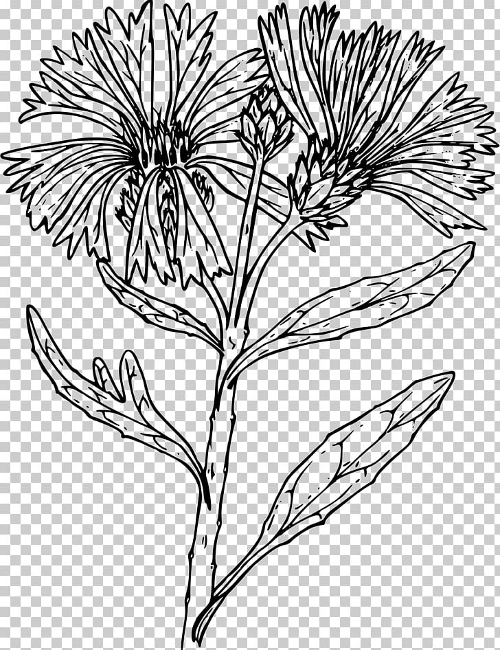 Line Art Cornflower Drawing PNG, Clipart, Artwork, Black And White, Branch, Cornflower, Cut Flowers Free PNG Download