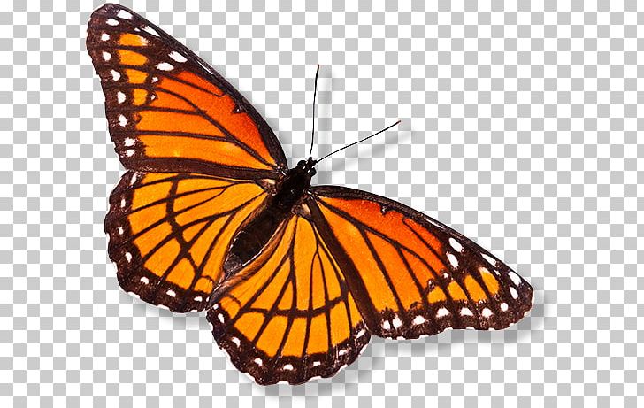 Monarch Butterfly Pieridae Brush-footed Butterflies Insect PNG, Clipart, Art, Arthropod, Brush Footed Butterfly, Butterflies And Moths, Butterfly Free PNG Download