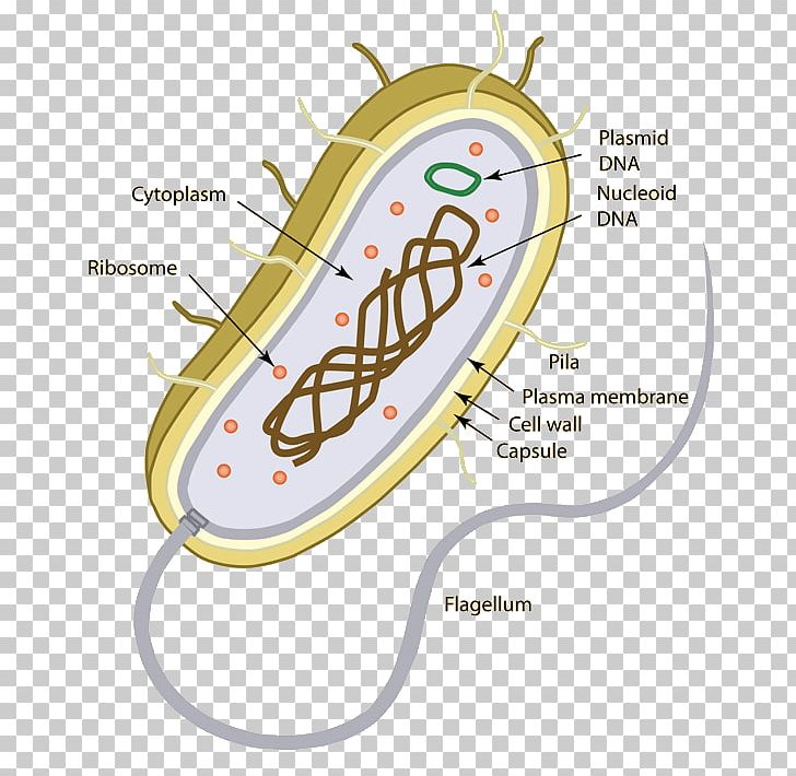 Prokaryote Eukaryote Unicellular Organism Bacteria PNG, Clipart, Area, Bacteria, Biology, Cell, Cell Biology Free PNG Download