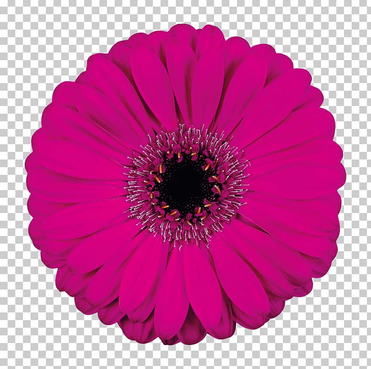 Transvaal Daisy Cut Flowers Petal Poster PNG, Clipart, Assortment Strategies, Celebrations, Cut Flowers, Daisy, Daisy Family Free PNG Download