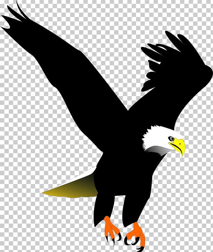 Bald Eagle Bird PNG, Clipart, Accipitriformes, African Fish Eagle, Animals, Art, Background Black Free PNG Download