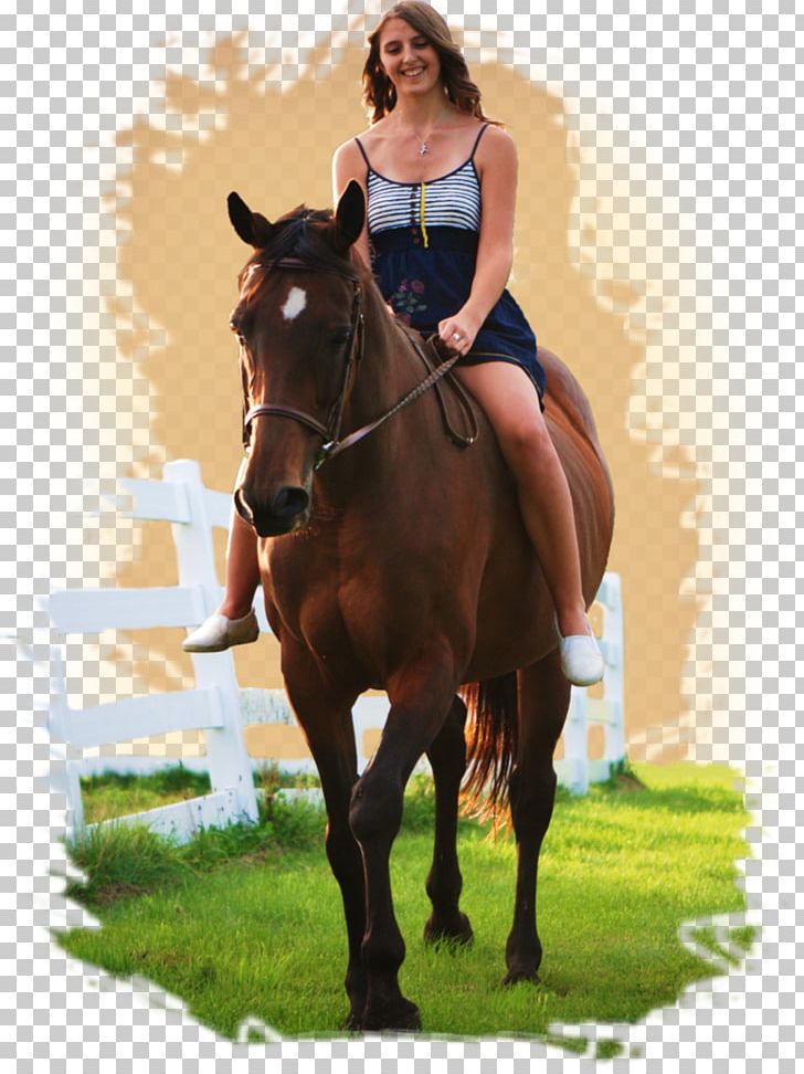 Hunt Seat Horse Equestrian Bridle Equitation PNG, Clipart, Animals, Bit, Bridle, Endurance Riding, English Riding Free PNG Download