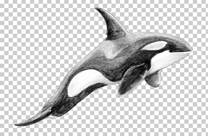 Rough-toothed Dolphin White-beaked Dolphin Killer Whale Cetacea PNG, Clipart, Animals, Black And White, Cetacea, Dolphin, Fauna Free PNG Download