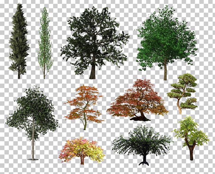 Tree Shrub Desktop PNG, Clipart, Branch, Clip Art, Conifers, Desktop Wallpaper, Digital Image Free PNG Download
