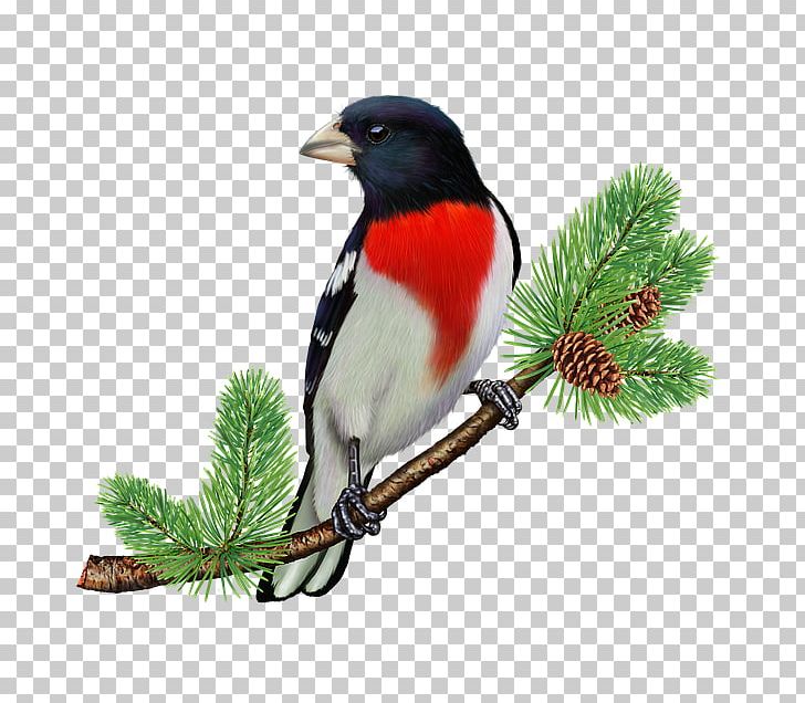 Finches Songbird Parrot Rose-breasted Grosbeak PNG, Clipart, American Goldfinch, American Robin, Animals, Beak, Bird Free PNG Download