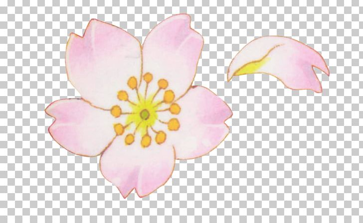 Petal Flower Blossom PNG, Clipart, Blossom, Cherry, Cherry Blossom, Flower, Flowering Plant Free PNG Download