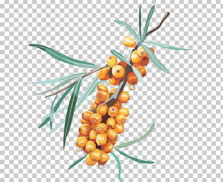 Sea Buckthorns PNG, Clipart, Archive File, Auglis, Berry, Branch, Computer Icons Free PNG Download