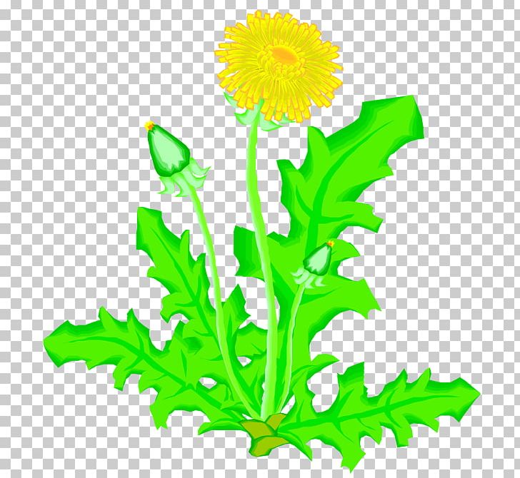 Dandelion Drawing Plant Flower Presentation PNG, Clipart, Child, Daisy Family, Digital Image, Flower, Flowers Free PNG Download