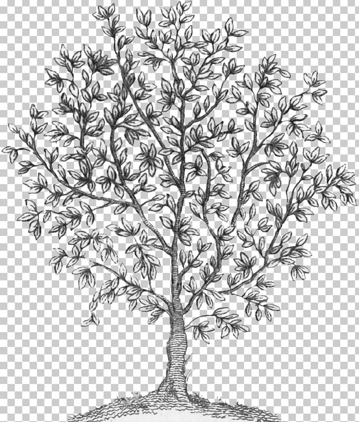 Twig Plant Stem White Flowering Plant PNG, Clipart, Black And White, Branch, Fairy, Fairy Tree, Flowering Plant Free PNG Download