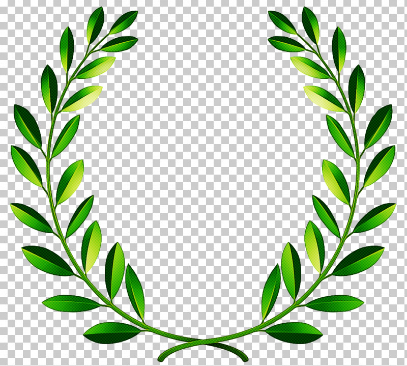 Leaf Green Plant Herbal Flower PNG, Clipart, Flower, Grass, Green, Herbal, Leaf Free PNG Download