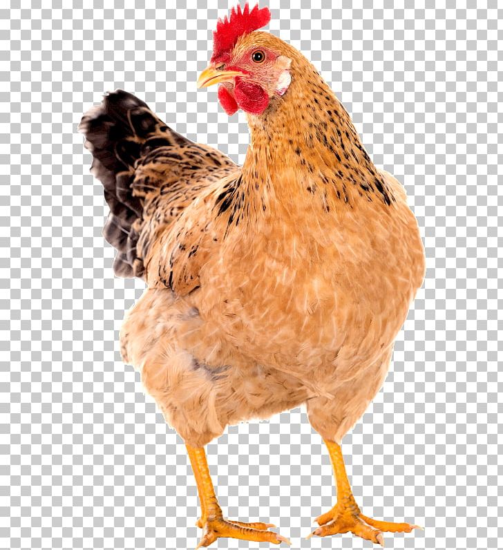 Chicken Coop Free Range Poultry Rooster PNG, Clipart, Animals, Beak, Bird, Building, Chicken Free PNG Download