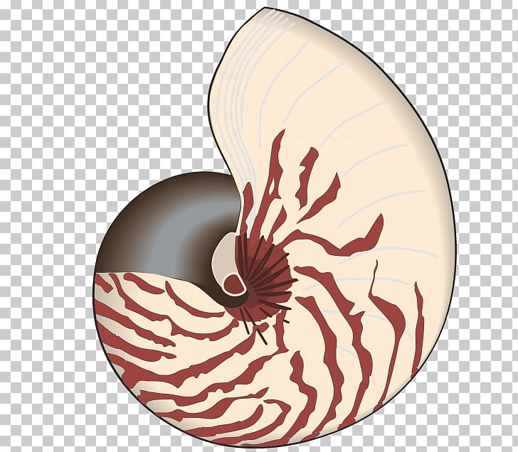 Seashell Bivalvia PNG, Clipart, Architect, Architecture, Biology, Bivalvia, Drawing Free PNG Download
