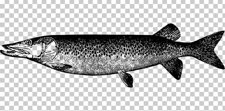 Muskellunge Northern Pike Drawing Fish PNG, Clipart, Animals, Art, Bony Fish, Coho, Fauna Free PNG Download