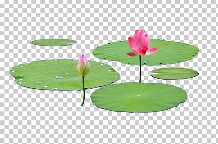 Nelumbo Nucifera Leaf Lotus Effect PNG, Clipart, Adobe Illustrator, Aquatic Plant, Autumn Leaf, Download, Encapsulated Postscript Free PNG Download