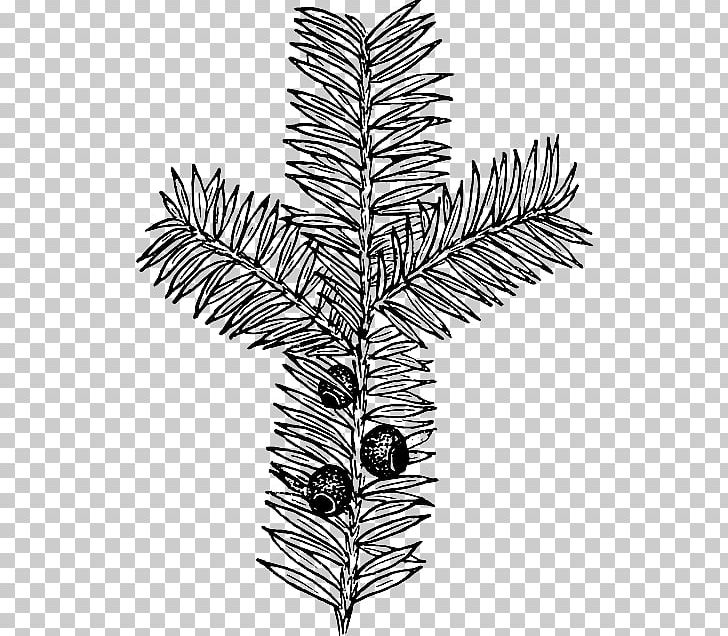 Drawing Botany PNG, Clipart, Black And White, Botany, Branch, Computer Icons, Conifer Free PNG Download