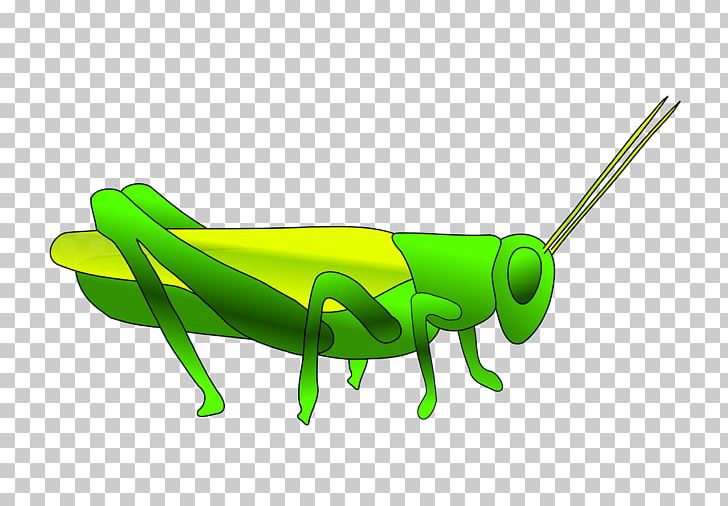 Grasshopper PNG, Clipart, Blog, Clip Art, Cricket Like Insect, Fauna, Grass Free PNG Download