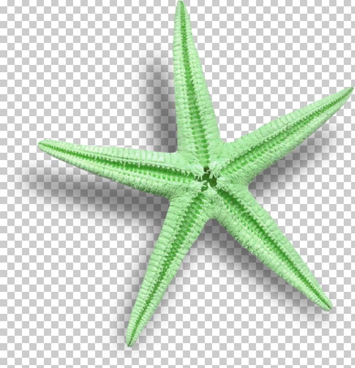 Starfish PNG, Clipart, Animals, Drawing, Echinoderm, Encapsulated Postscript, Etoile Free PNG Download