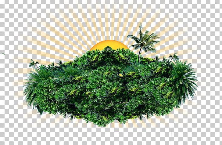 Tree Coconut PNG, Clipart, Coconut, Coconut Trees, Decorative Elements, Design Element, Download Free PNG Download