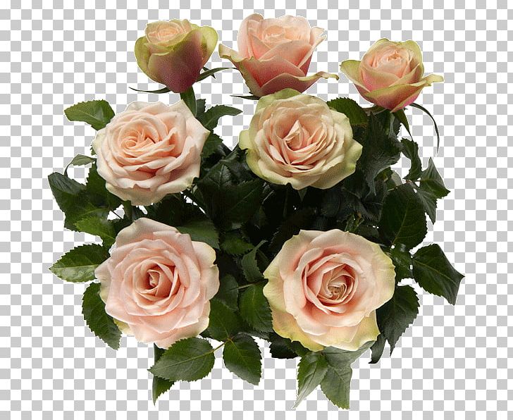 Garden Roses Cut Flowers Centifolia Roses Pink PNG, Clipart, Artificial Flower, Bellflowers, Centifolia Roses, Centimeter, Cut Flowers Free PNG Download