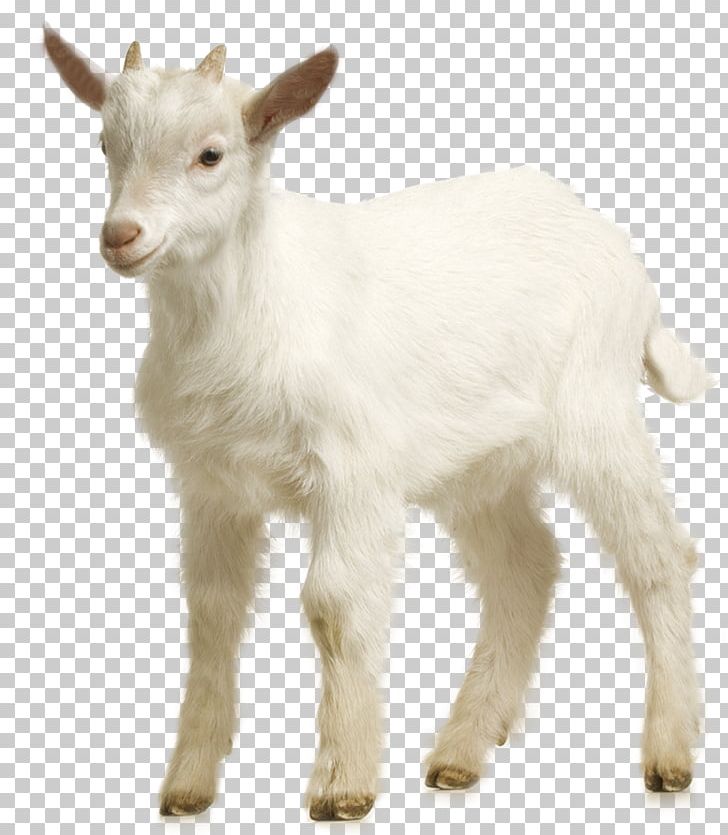 Goat Sheep PNG, Clipart, Animals, Chart, Computer Graphics, Cow Goat Family, Cute Free PNG Download