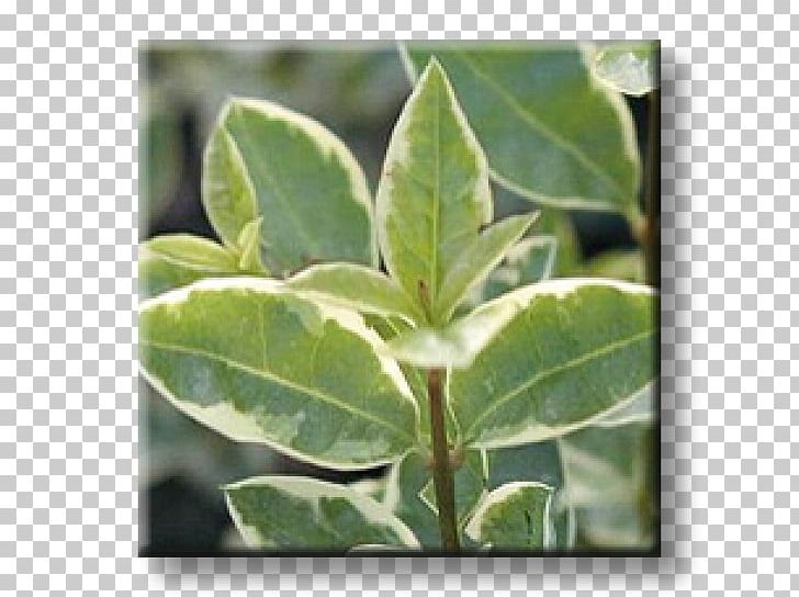 Leaf Ligustrum Ovalifolium Wild Privet Euonymus Japonicus Elder PNG, Clipart, Broadleaved Tree, Cherry Laurel, Elder, Elderberry, Euonymus Japonicus Free PNG Download