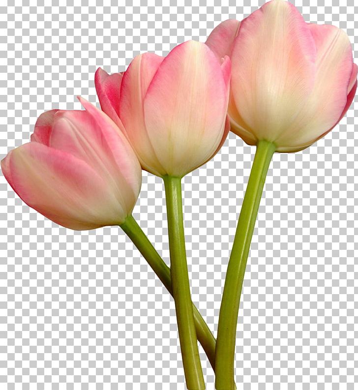 Tulip Mania Cut Flowers Blue Rose PNG, Clipart, Blue Rose, Bud, Bulb, Cut Flowers, Flower Free PNG Download
