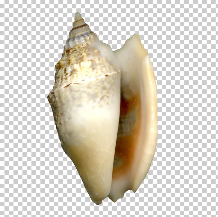 Cockle Sea Snail Seashell Shellfish PNG, Clipart, Animal, Biological, Cartoon Conch, Cockle, Conch Free PNG Download