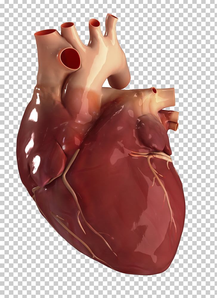 Human Heart Circulatory System Anatomy Human Body PNG, Clipart, Anatomy, Artery, Broken Heart, Cardiac Catheterization, Cardiac Cycle Free PNG Download