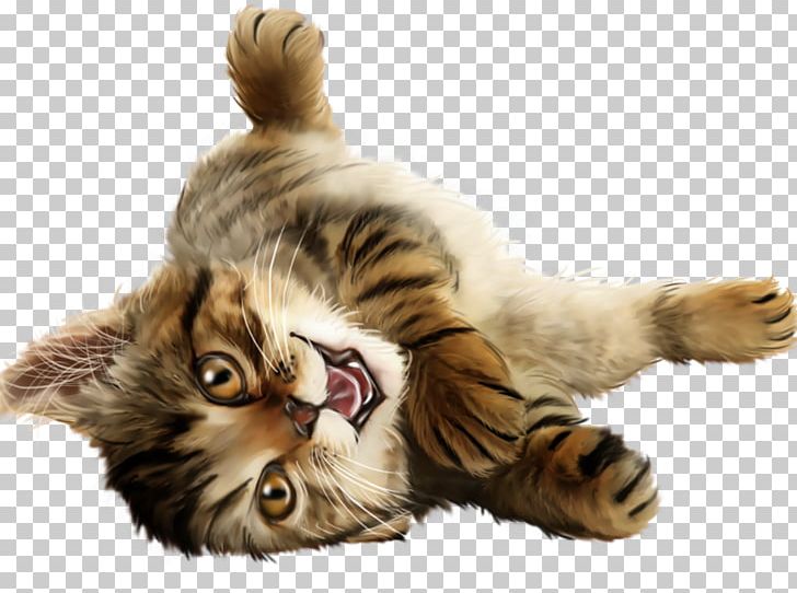 Kitten Whiskers Kurilian Bobtail Domestic Short-haired Cat Dog PNG, Clipart, Animal, Animals, Blog, Carnivoran, Cat Free PNG Download