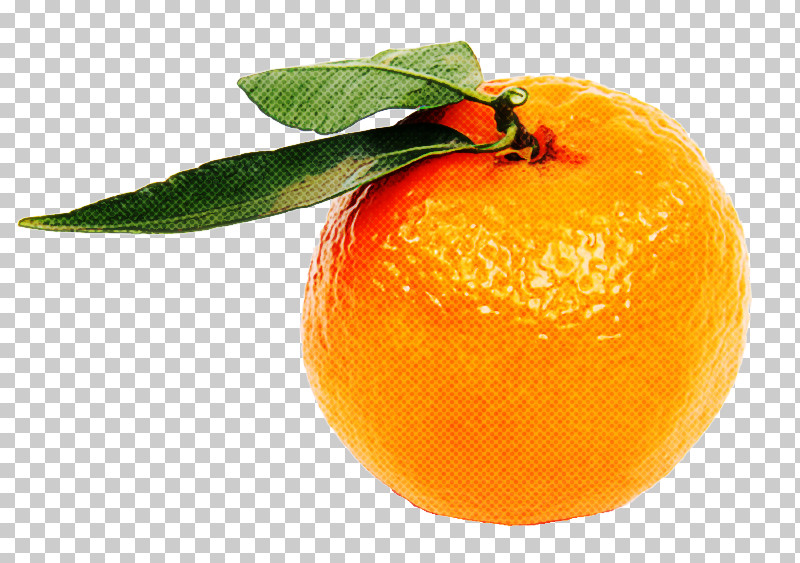 Orange PNG, Clipart, Accessory Fruit, Bitter Orange, Citric Acid, Citrus, Clementine Free PNG Download