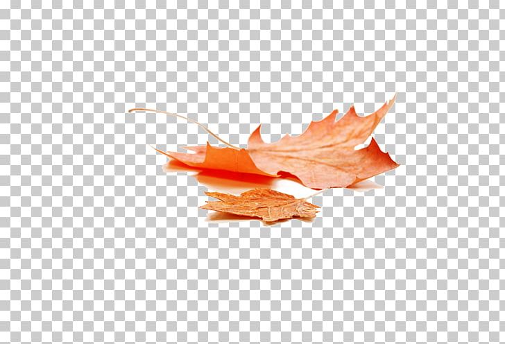 Autumn Leaf Color Maple Leaf PNG, Clipart, Art, Autumn, Autumn Leaf Color, Autumn Leaves, Autumn Wind Free PNG Download
