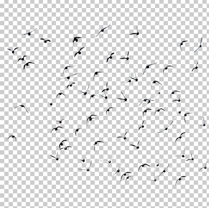 Bird Domestic Pigeon Flock PNG, Clipart, Animal Migration, Animals, Area, Beak, Bird Free PNG Download