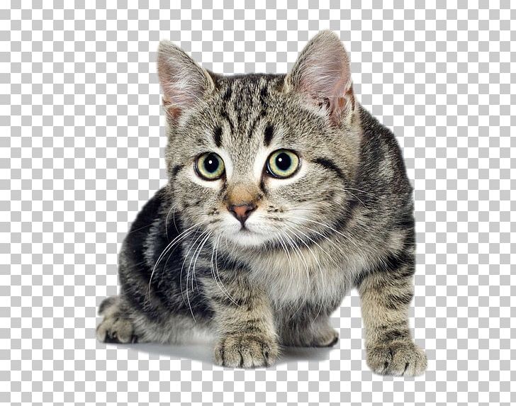 Cat Play And Toys Kitten Dog PNG, Clipart, American, Animal, Animals, Carnivoran, Cat Ear Free PNG Download