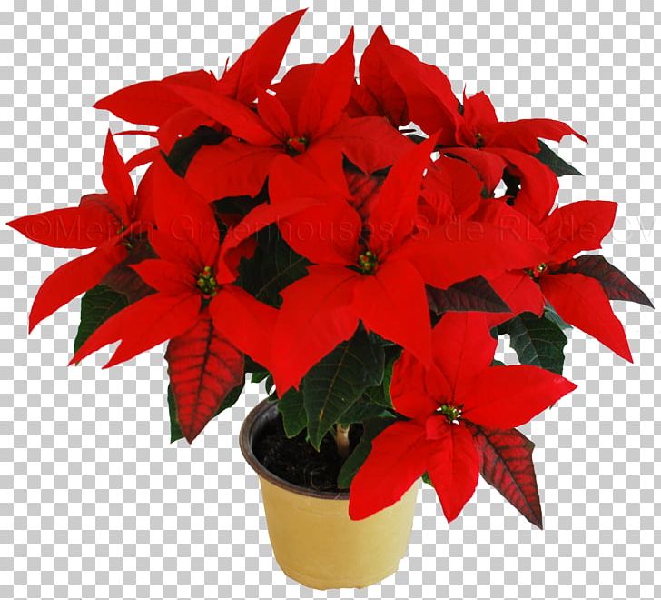 Poinsettia Flower Christmas Plant PNG, Clipart, Annual Plant, Cactaceae, Christmas, Colonial Flower Shop Ny, Cut Flowers Free PNG Download