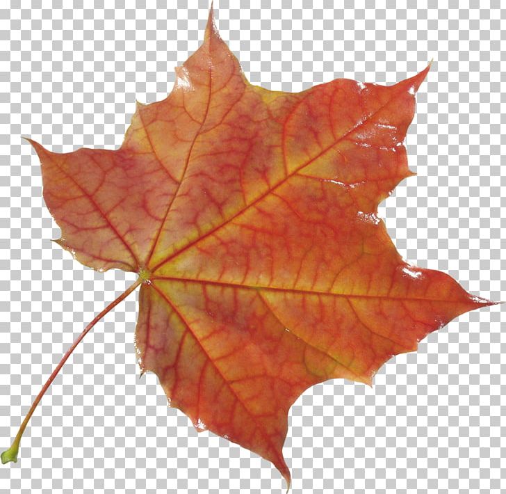 Portable Network Graphics Photograph Autumn PNG, Clipart, Autumn, Autumn Leaf Color, Computer Icons, Desktop Wallpaper, Leaf Free PNG Download