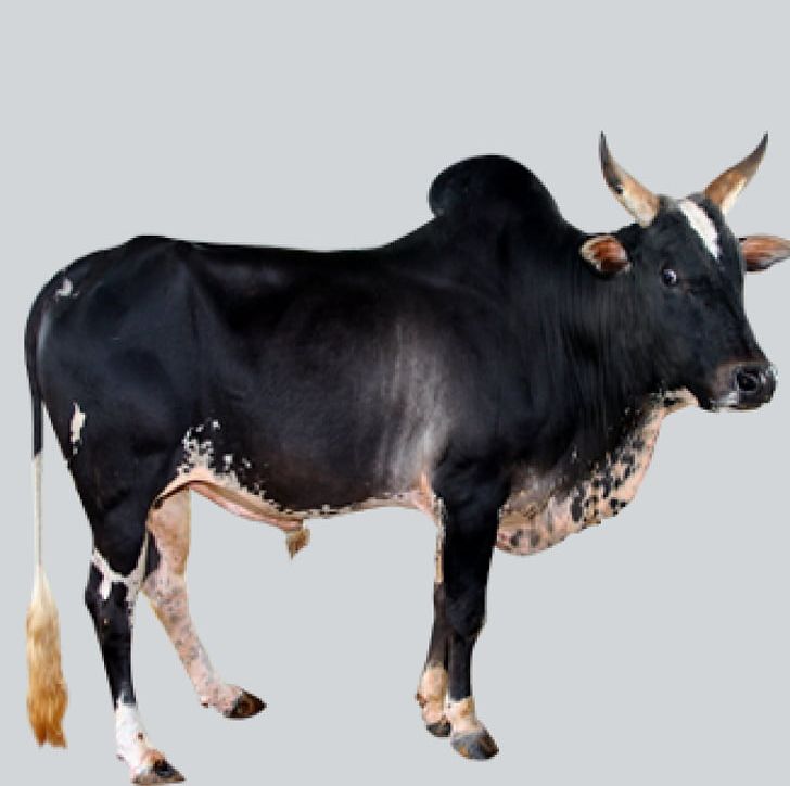 Thanjavur Umblachery Gyr Cattle Bargur Cattle Amrit Mahal PNG, Clipart, Agriculture, Amrit Mahal, Animals, Breed, Bull Free PNG Download