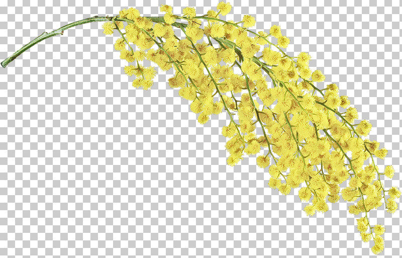 Yellow Plant PNG, Clipart, Plant, Yellow Free PNG Download
