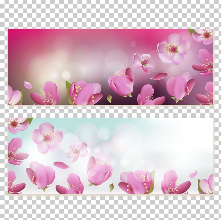 Flower Cherry Blossom PNG, Clipart, Background Vector, Blossom, Che, Cherry, Cherry Blossom Free PNG Download