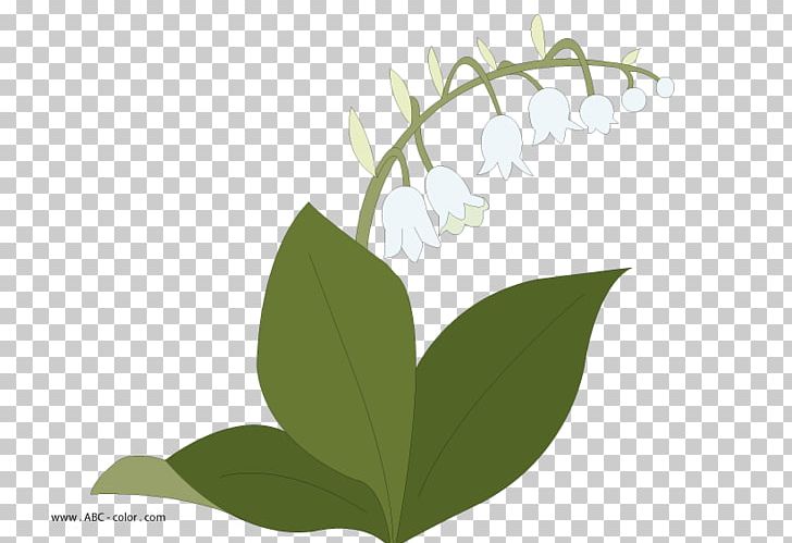 Lily Of The Valley Drawing Raster Graphics Flower PNG, Clipart, 2letow, Branch, Coloring Book, Drawing, Flora Free PNG Download