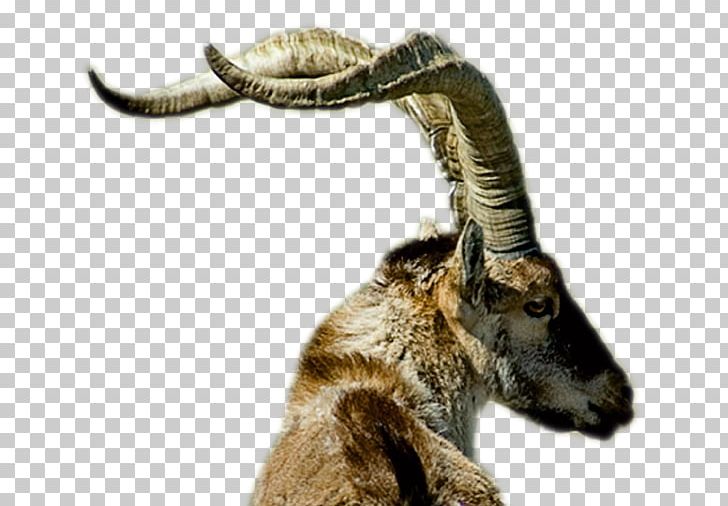 Alpine Ibex Trophy Hunting Goat Iberian Ibex PNG, Clipart, Alpine Ibex, Animals, Caprinae, Cattle Like Mammal, Cow Goat Family Free PNG Download